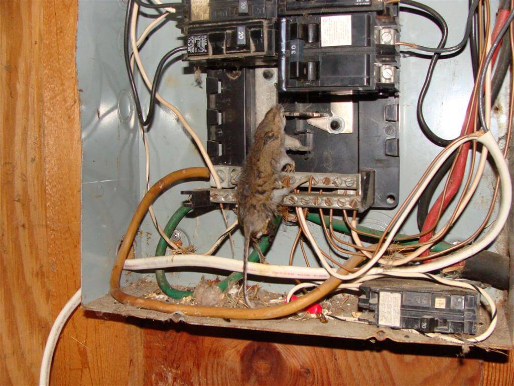 http://www.structuretech1.com/wp-content/uploads/2013/03/Mouse-in-panel.jpg