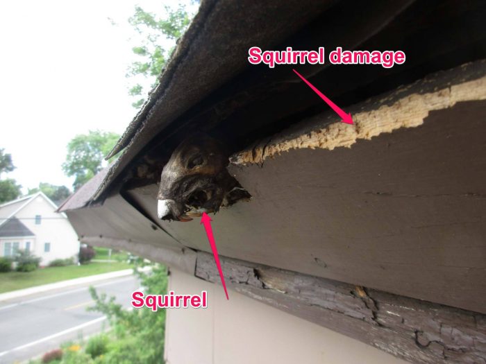Bad day for squirrel