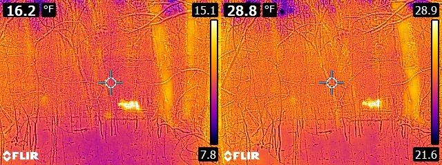 FLIR E6 vs. E8 Deer in the woods