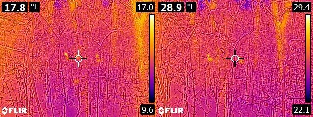 FLIR E6 vs. E8 Deer in woods - two of them