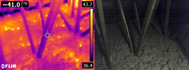 Infrared mouse holes in insulation