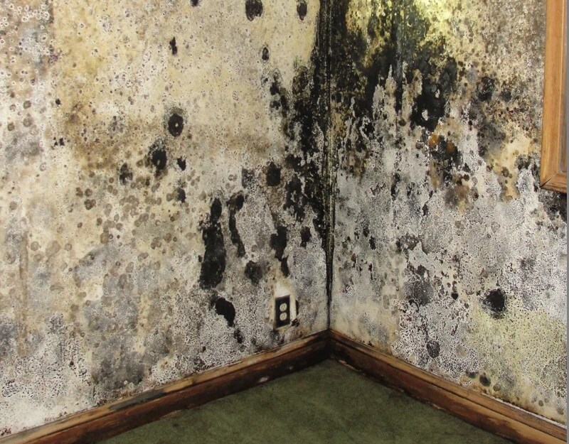 Mold Testing Structure Tech Home Inspections