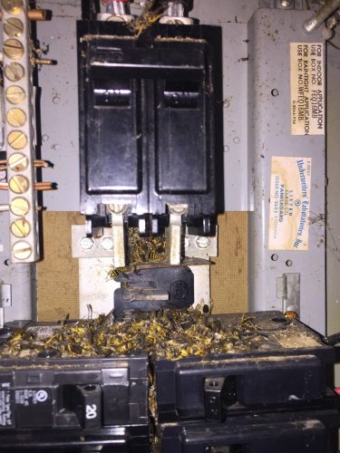dead bees in electrical panel