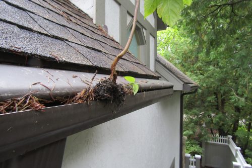 Gutter guard with tree