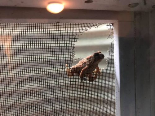 Frog in window