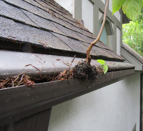 tree growing out of gutter