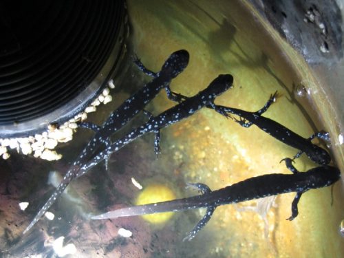 salamanders in a sump basket