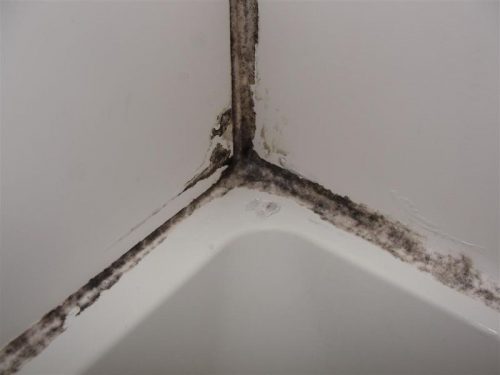 moldy caulk